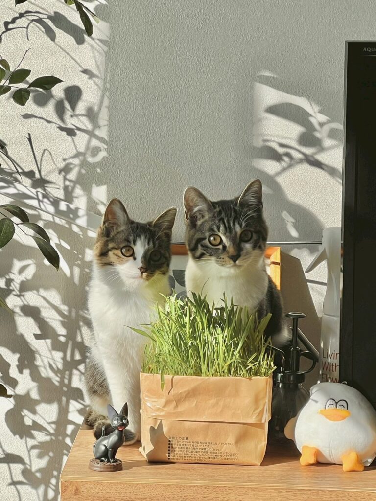 ねこ草の前にいるチャイとラテ