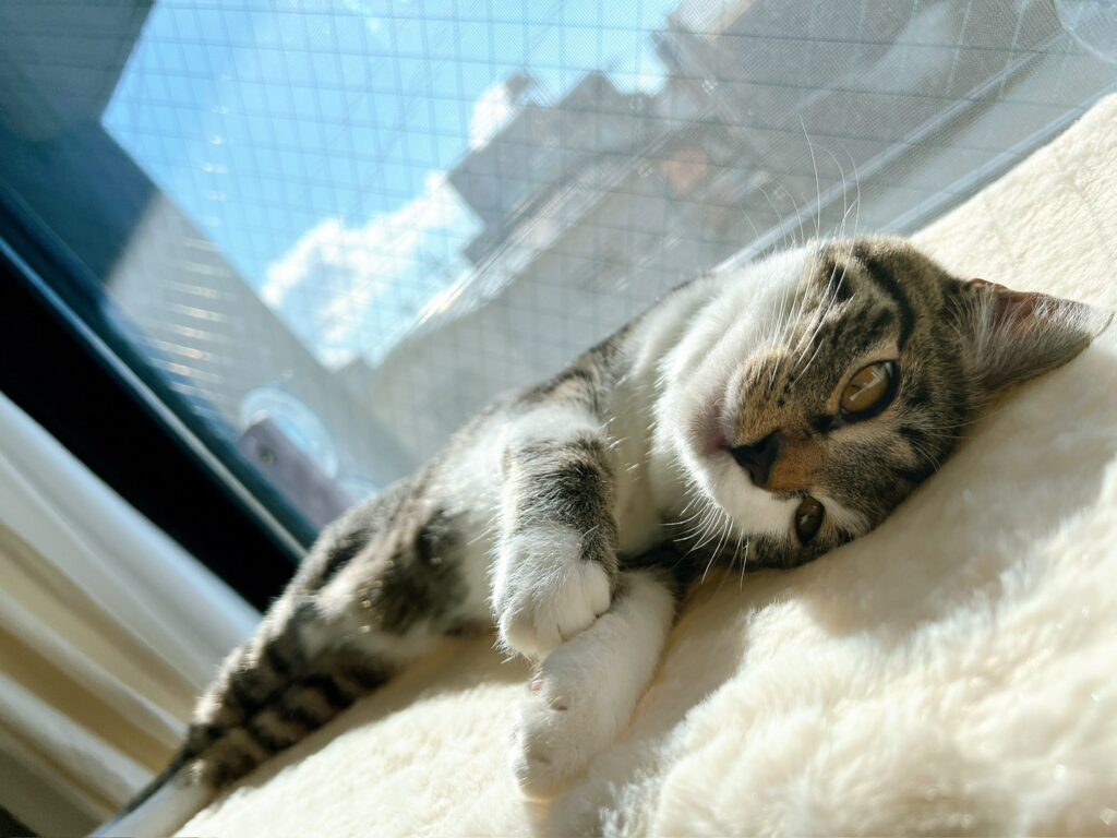 寝転ぶラテ