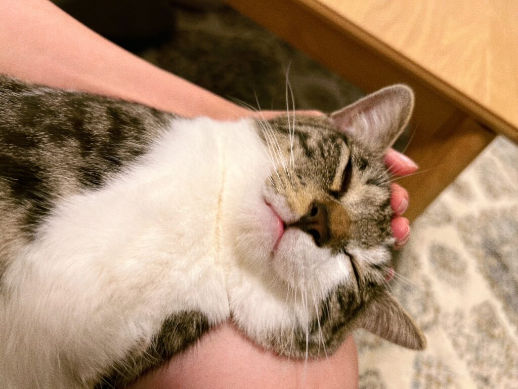 おまけ：きょうのチャイラテ